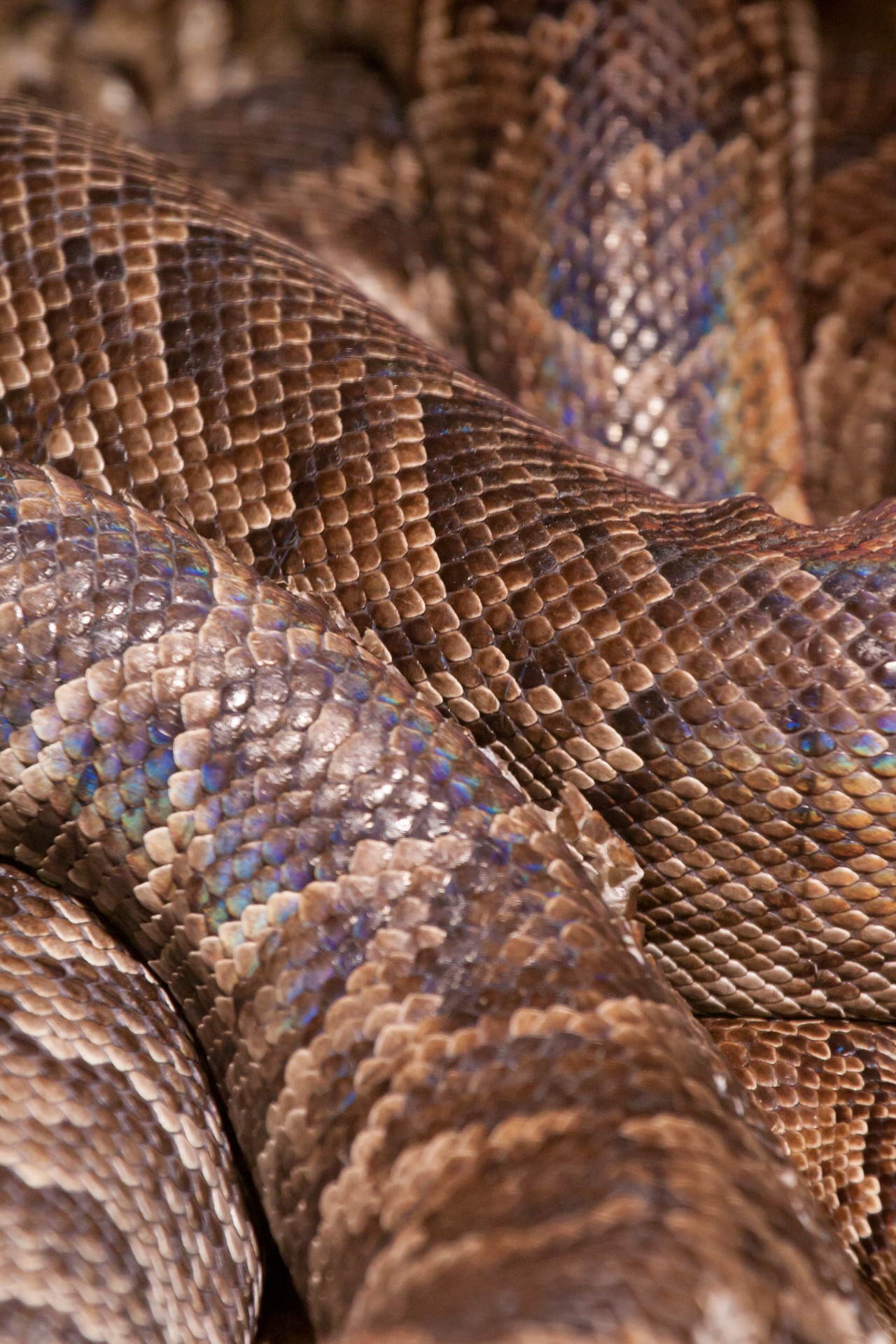 snake body texture free photo