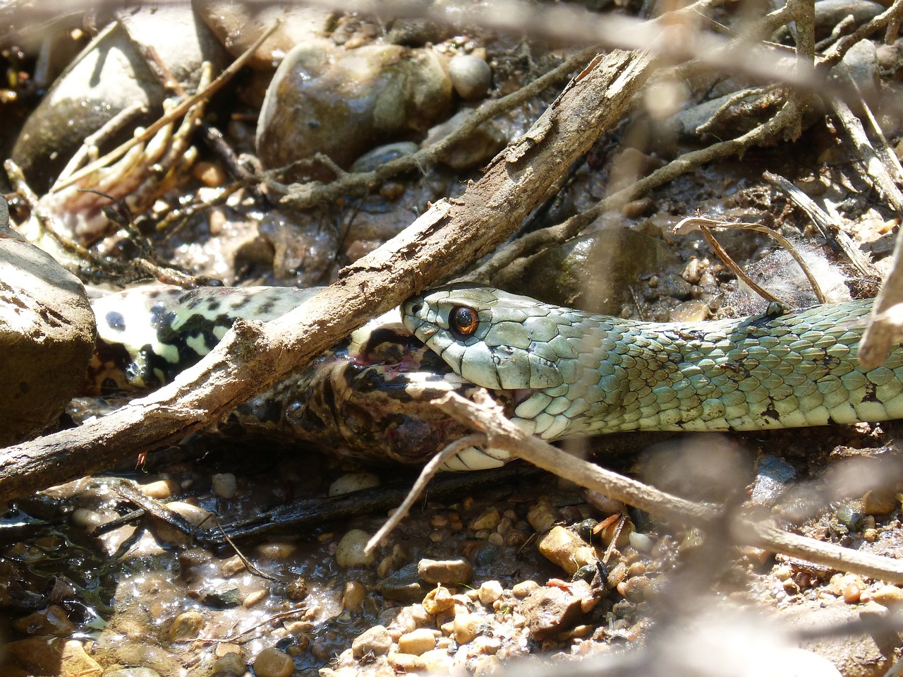 snake eating a frog natrix natrix snake necklace free photo