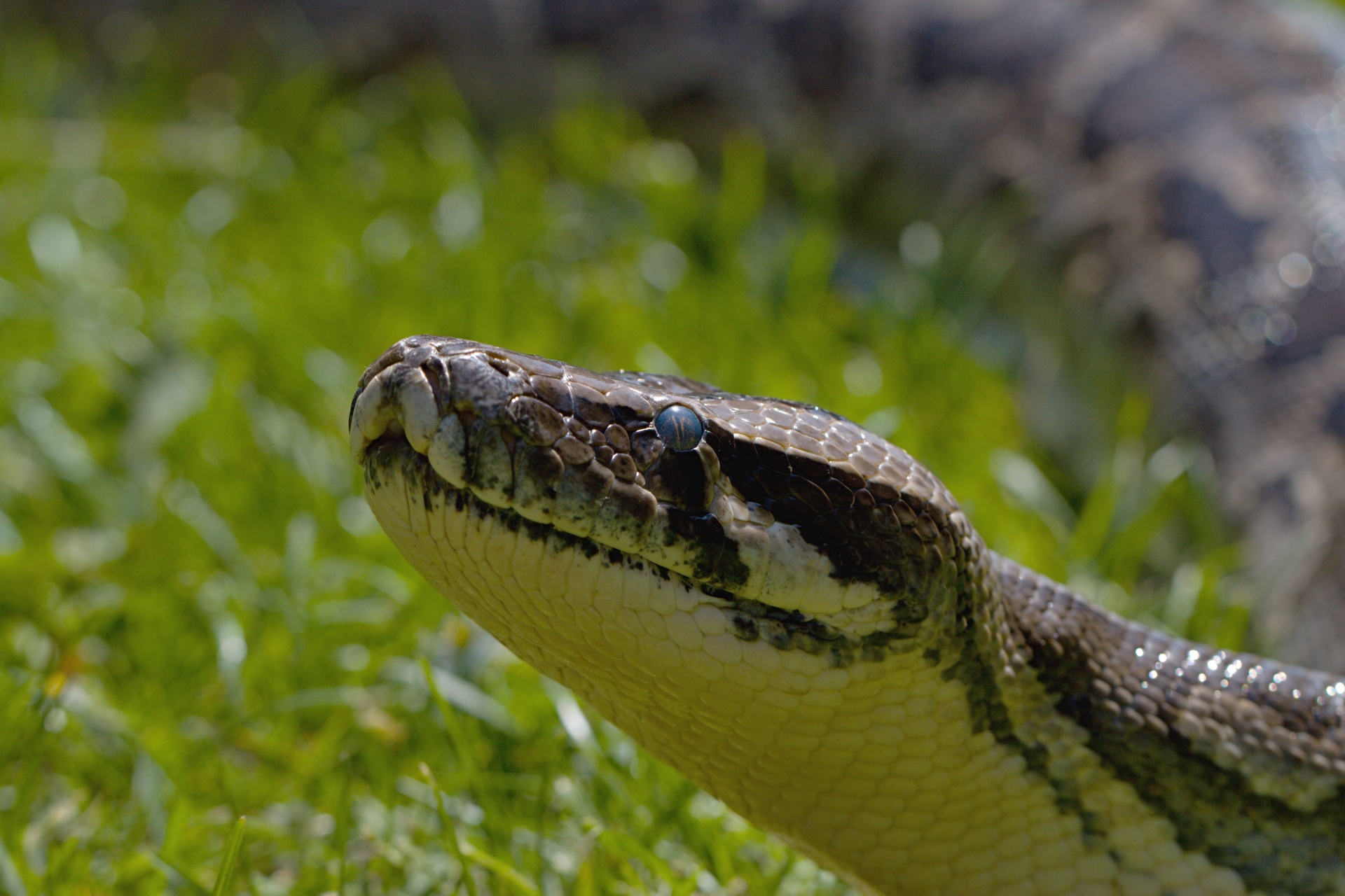 snake head nature free photo