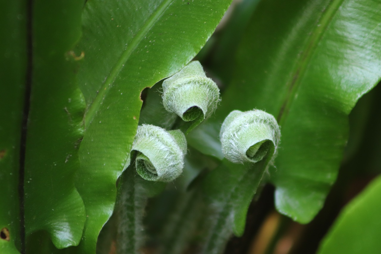 snake farm  fern  sprout free photo