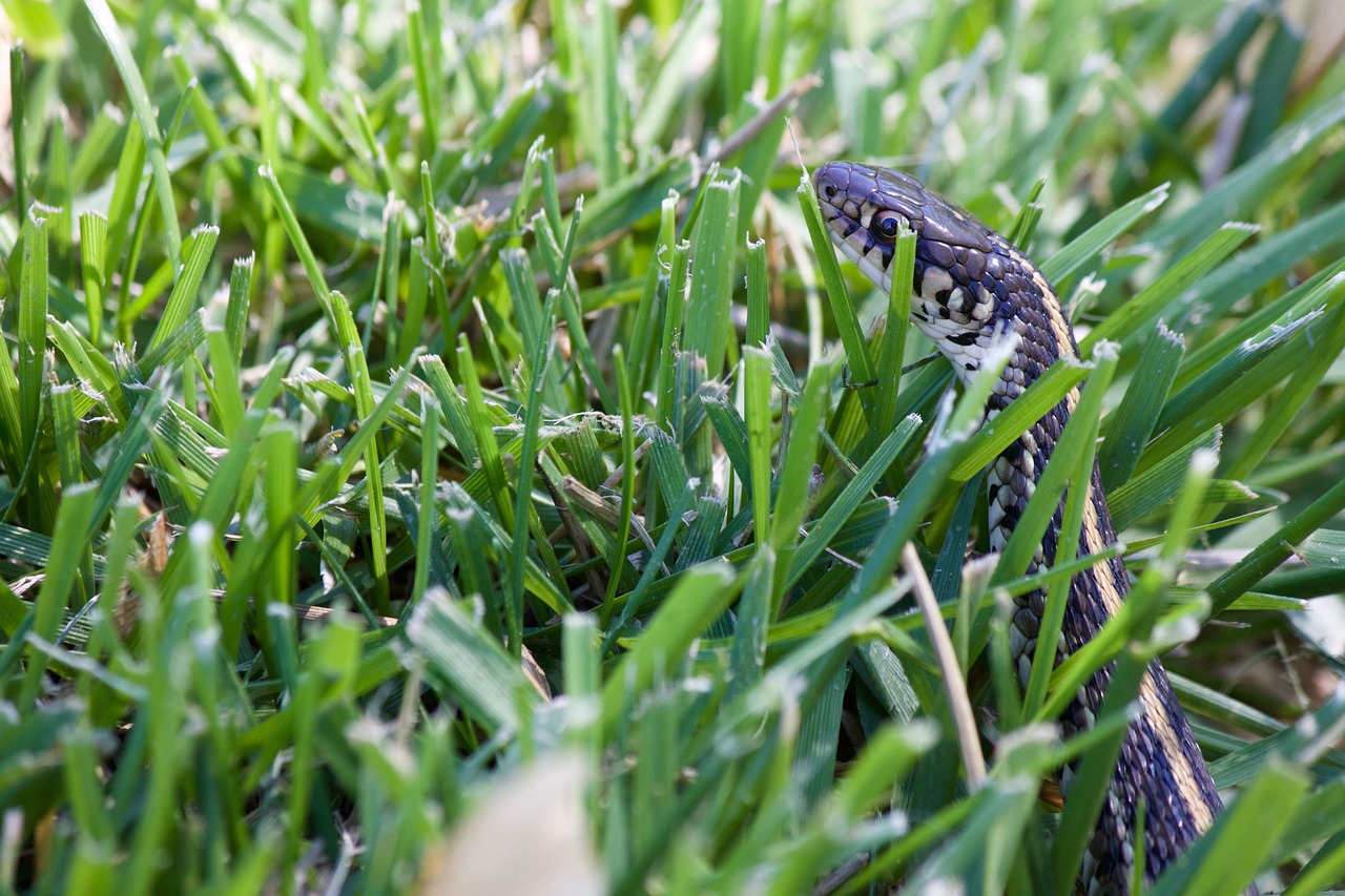 snake in the grass garden snake green free photo