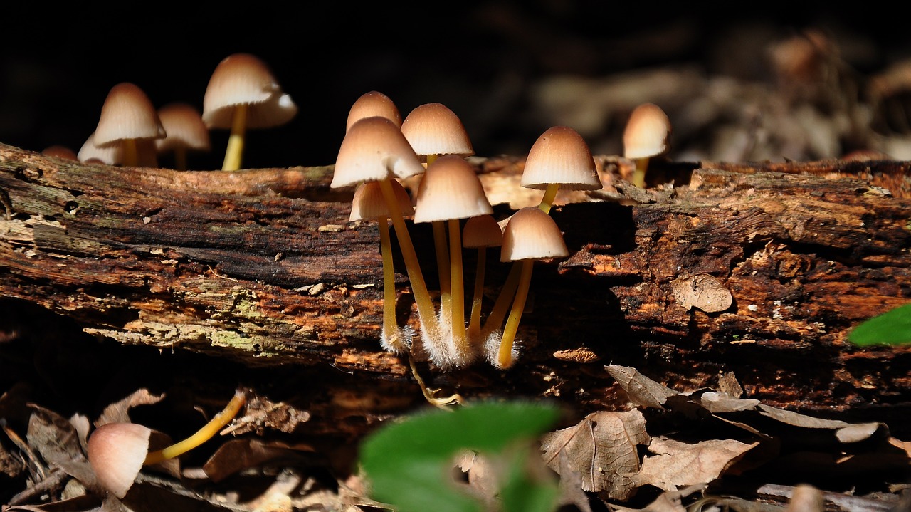 snake mushroom forest summer free photo