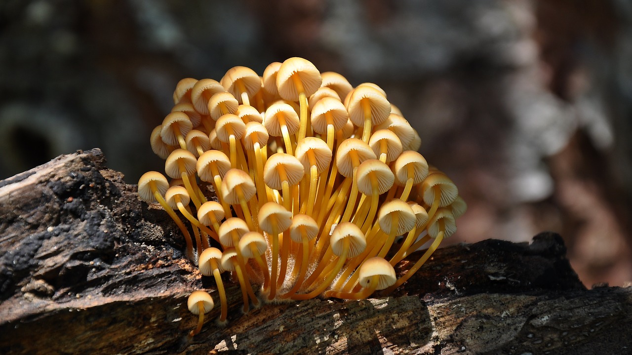 snake mushroom forest summer free photo