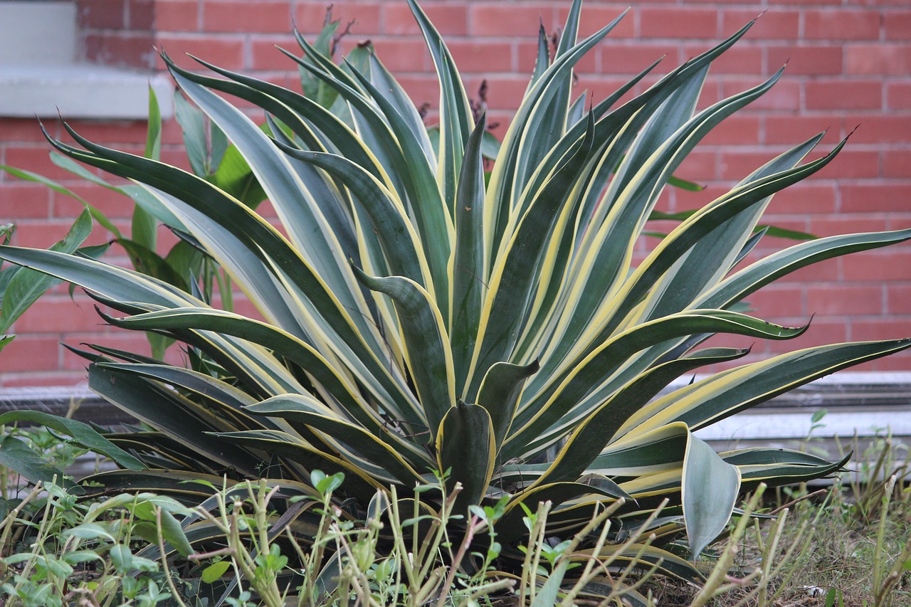 snake plant shrub plant free photo