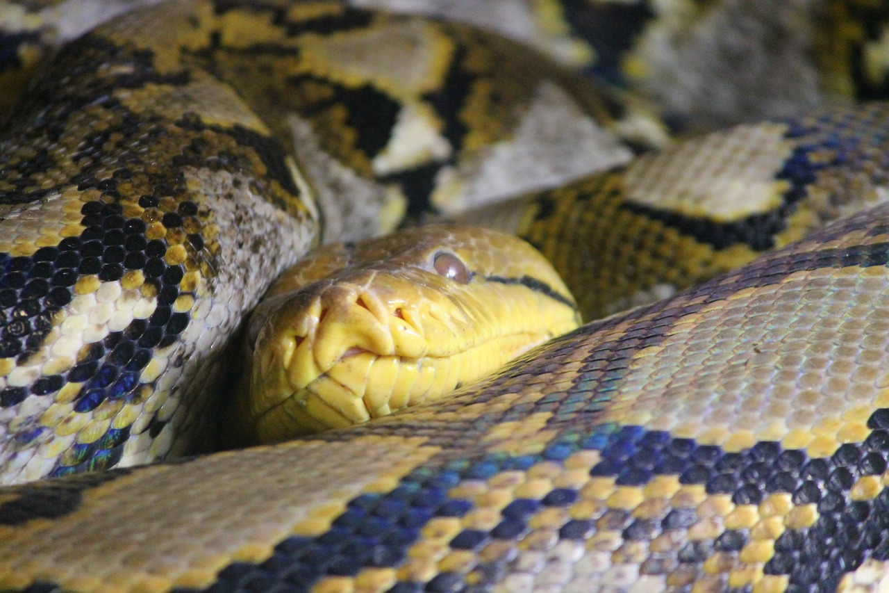 snake skin  python  net python free photo