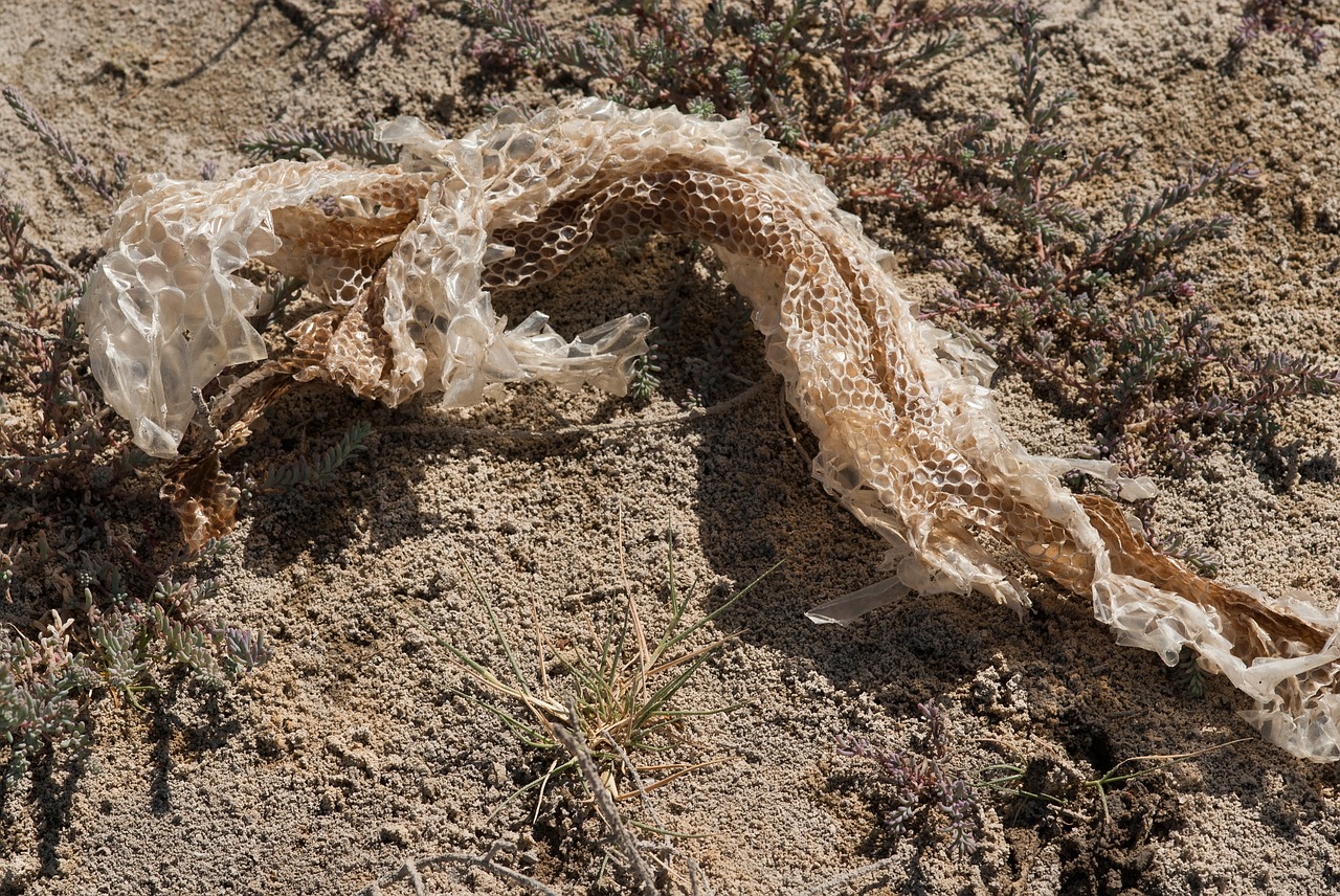 snake skin structure botswana free photo