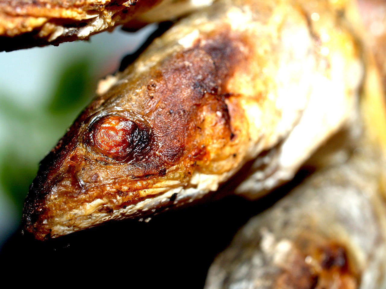 snakehead fish food free photo