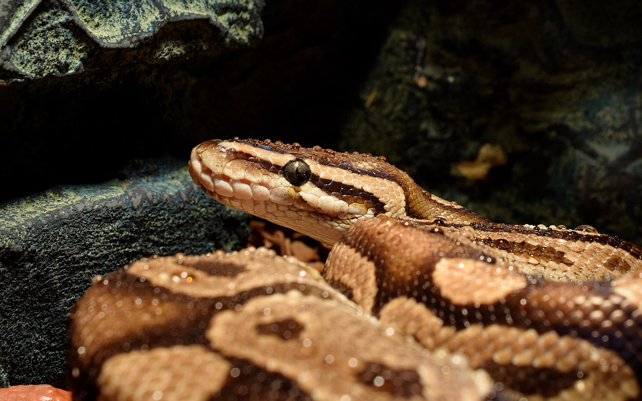 snakehead drop of water constrictor free photo