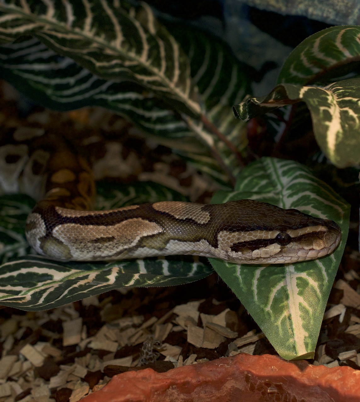 snakehead python reptile free photo