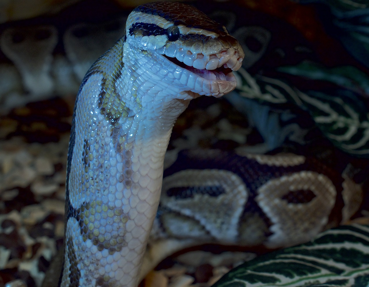 snakehead pangolin close free photo