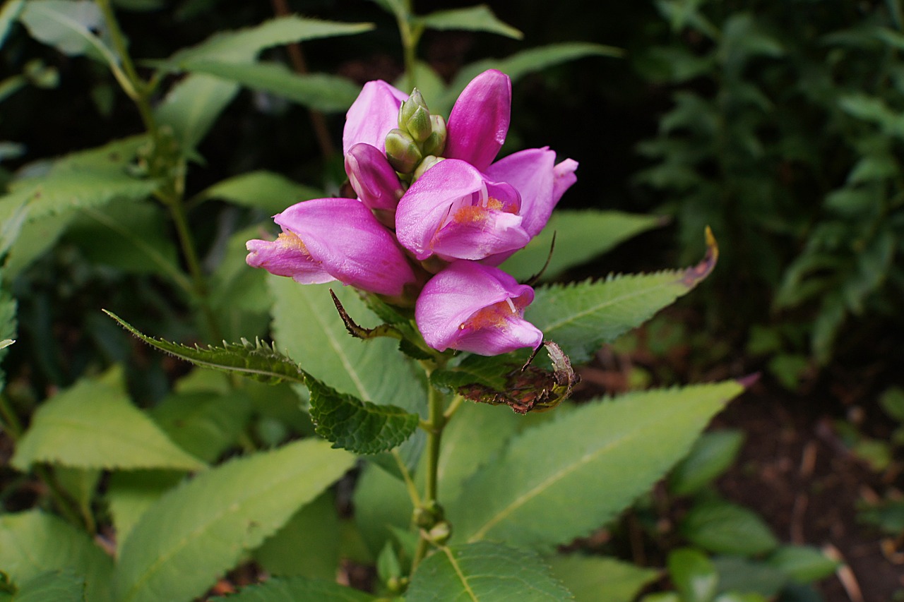 snakehead inclined plate flower chelone obliqua free photo