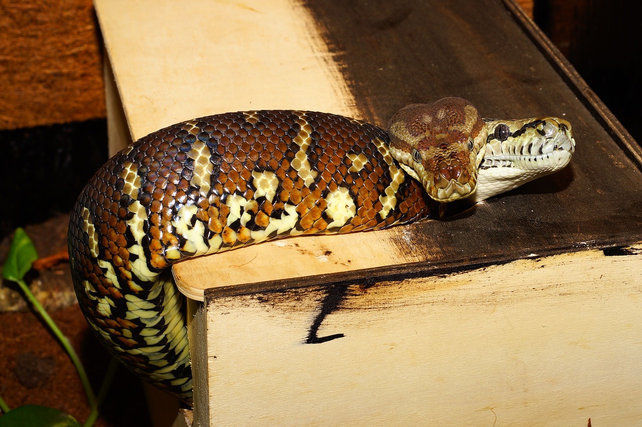 snakes terrarium carpet pythons free photo