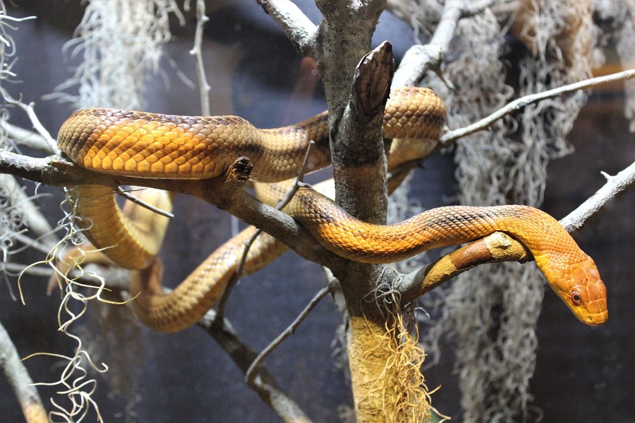 snakes serpents animals free photo