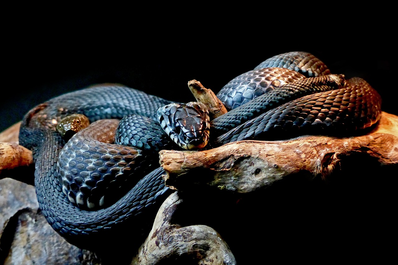 snakes black snakes animal free photo