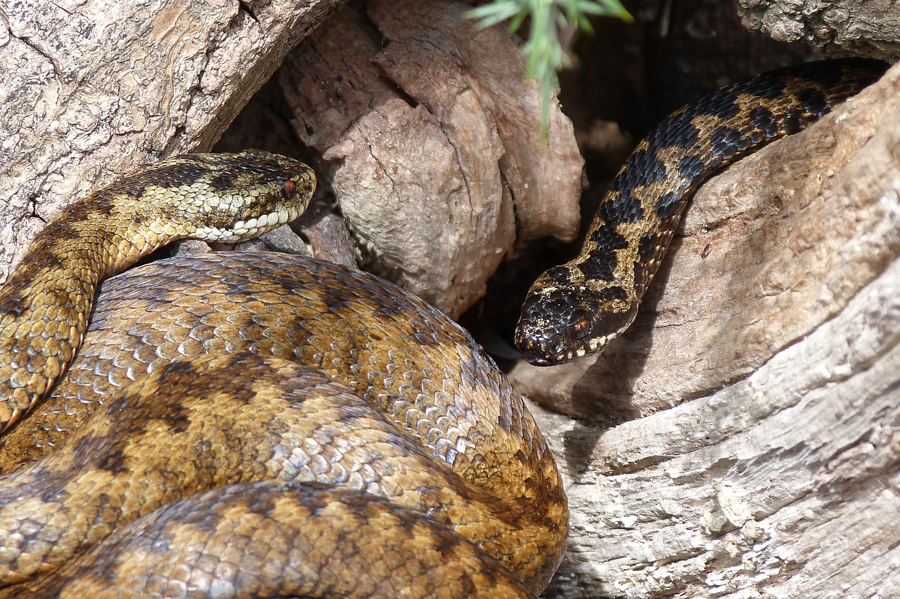 snakes  adders  reptiles free photo