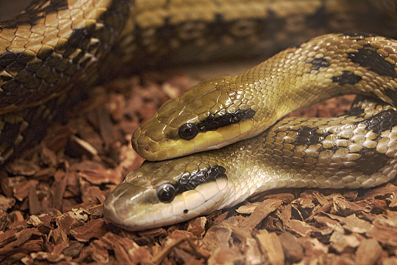 snakes reptiles vivarium free photo