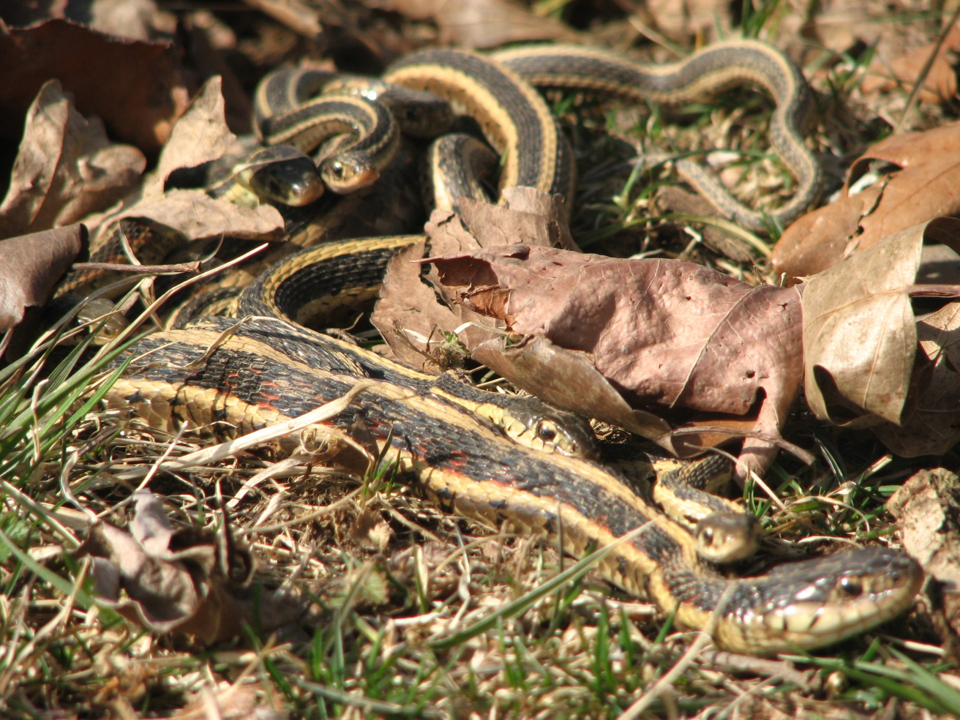 snakes snakes in grass free pictures free photo