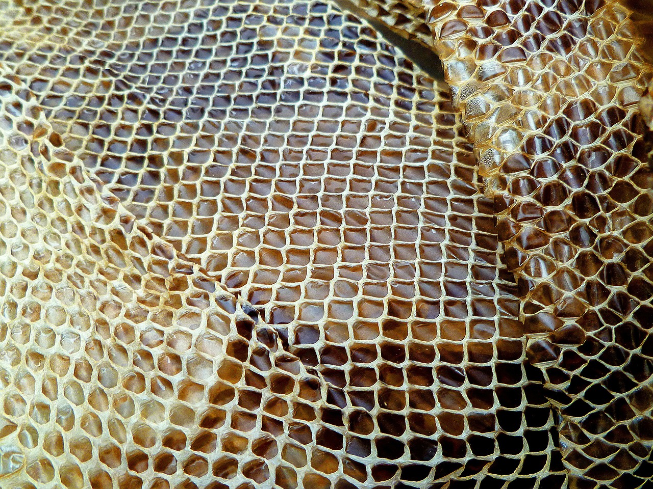 snakeskin reptile dried free photo