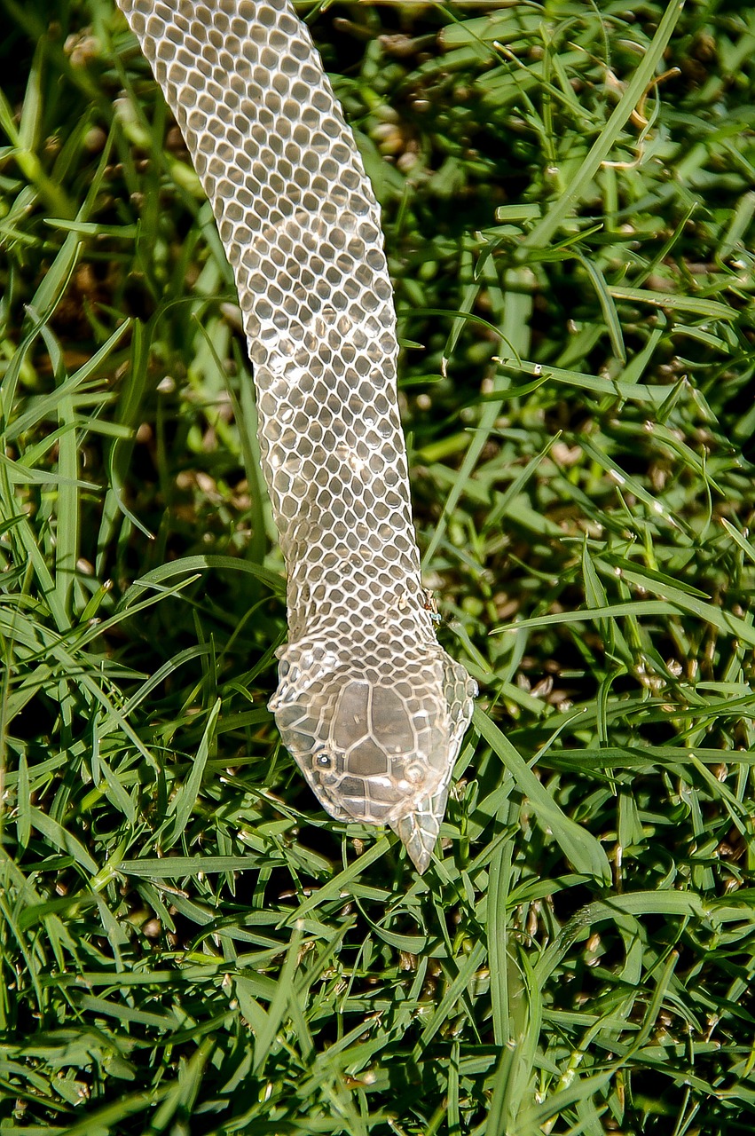 snakeskin skin snake free photo