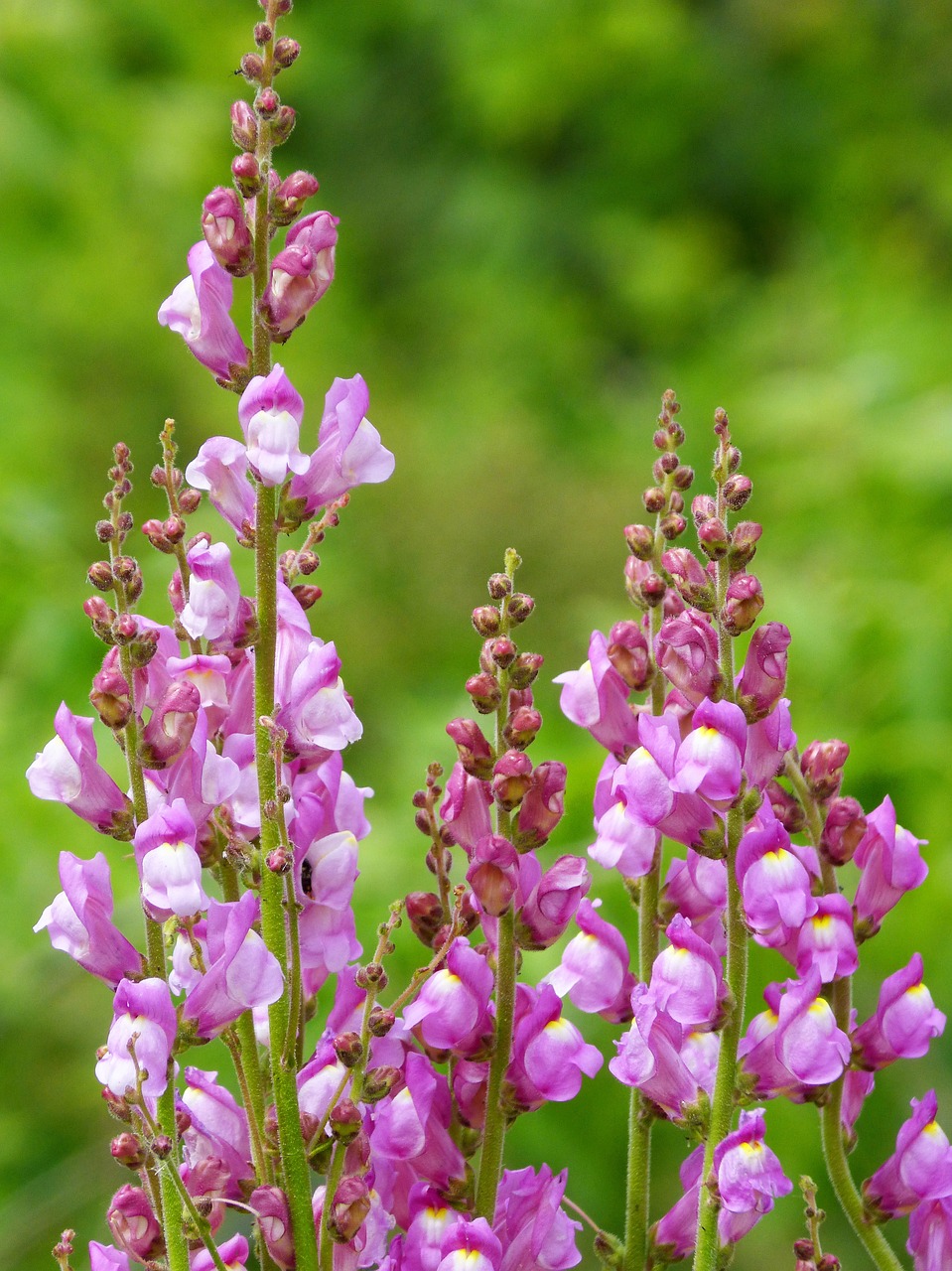 snapdragon wild flower conillets free photo