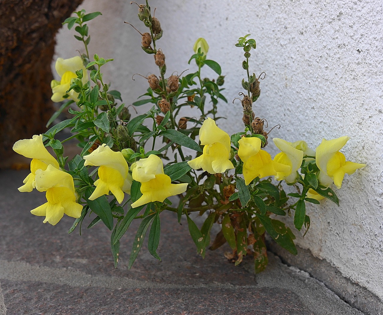 snapdragon flower garden free photo