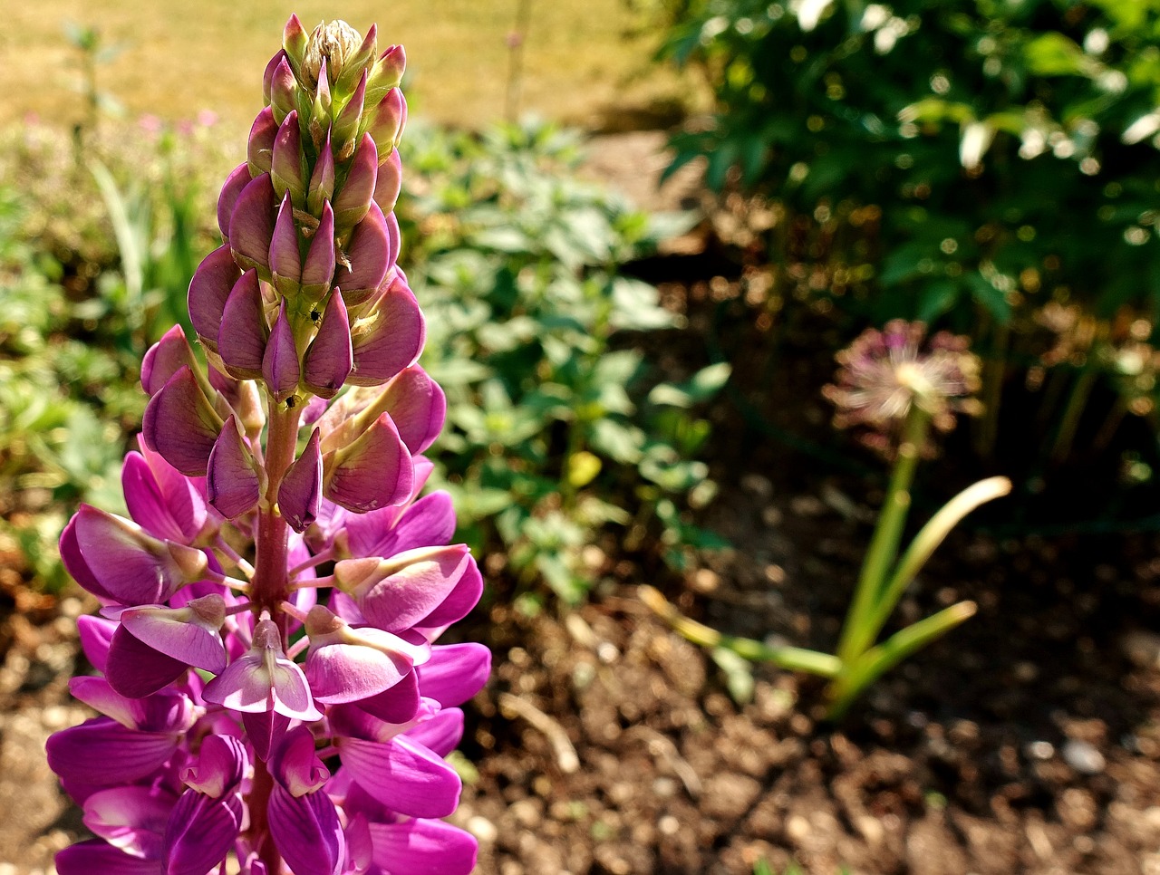 snapdragon  flower  plant free photo