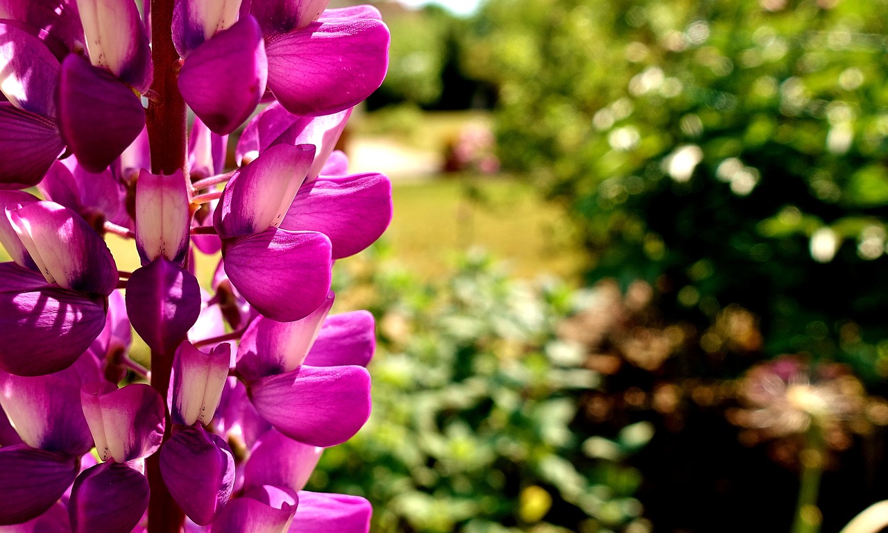 snapdragon  flower  plant free photo