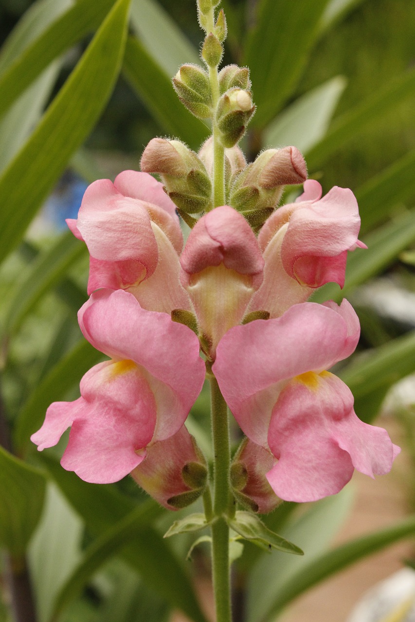 snapdragon  lion's mouth  flower free photo