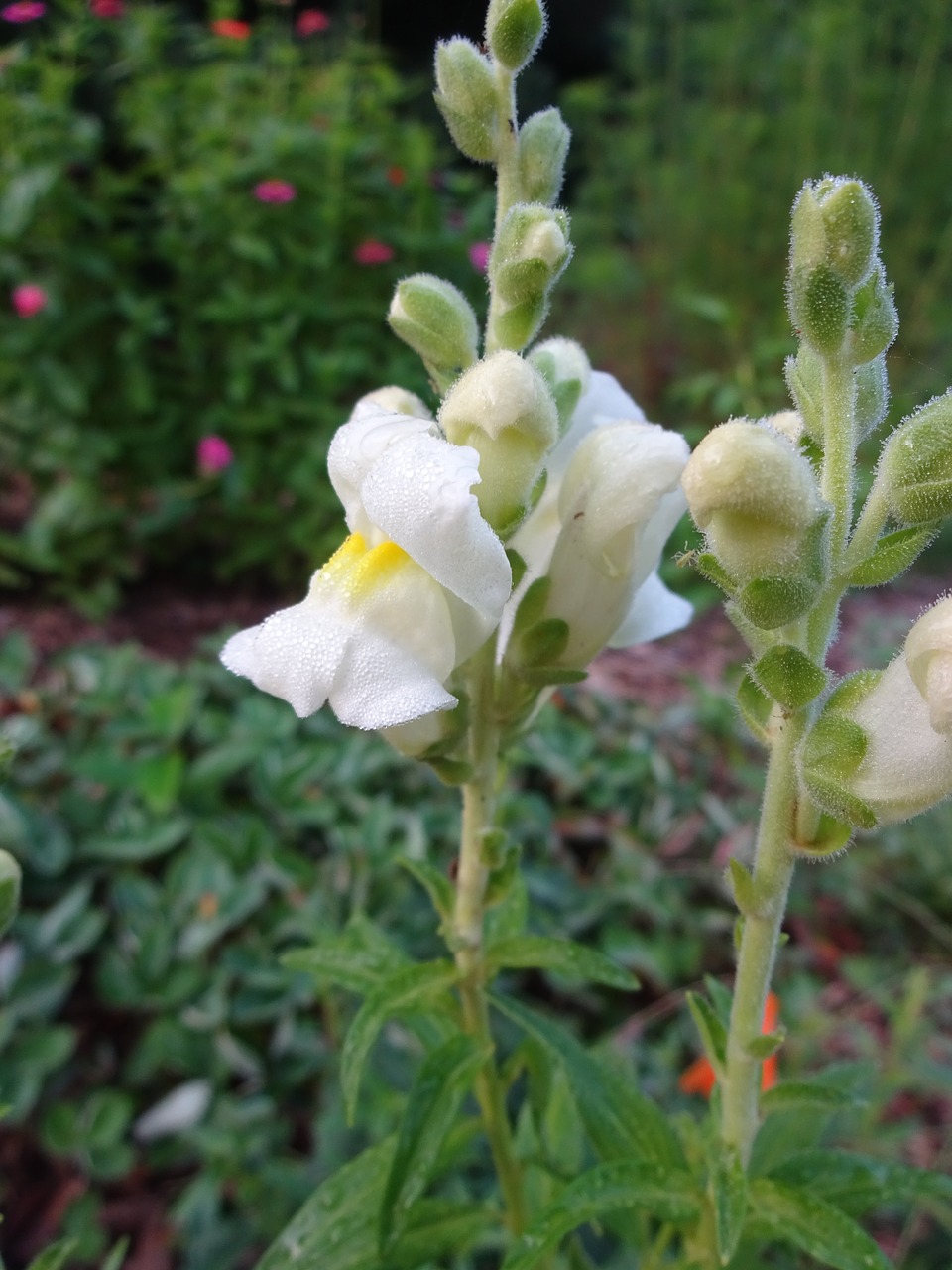 snapdragon  green  nature free photo