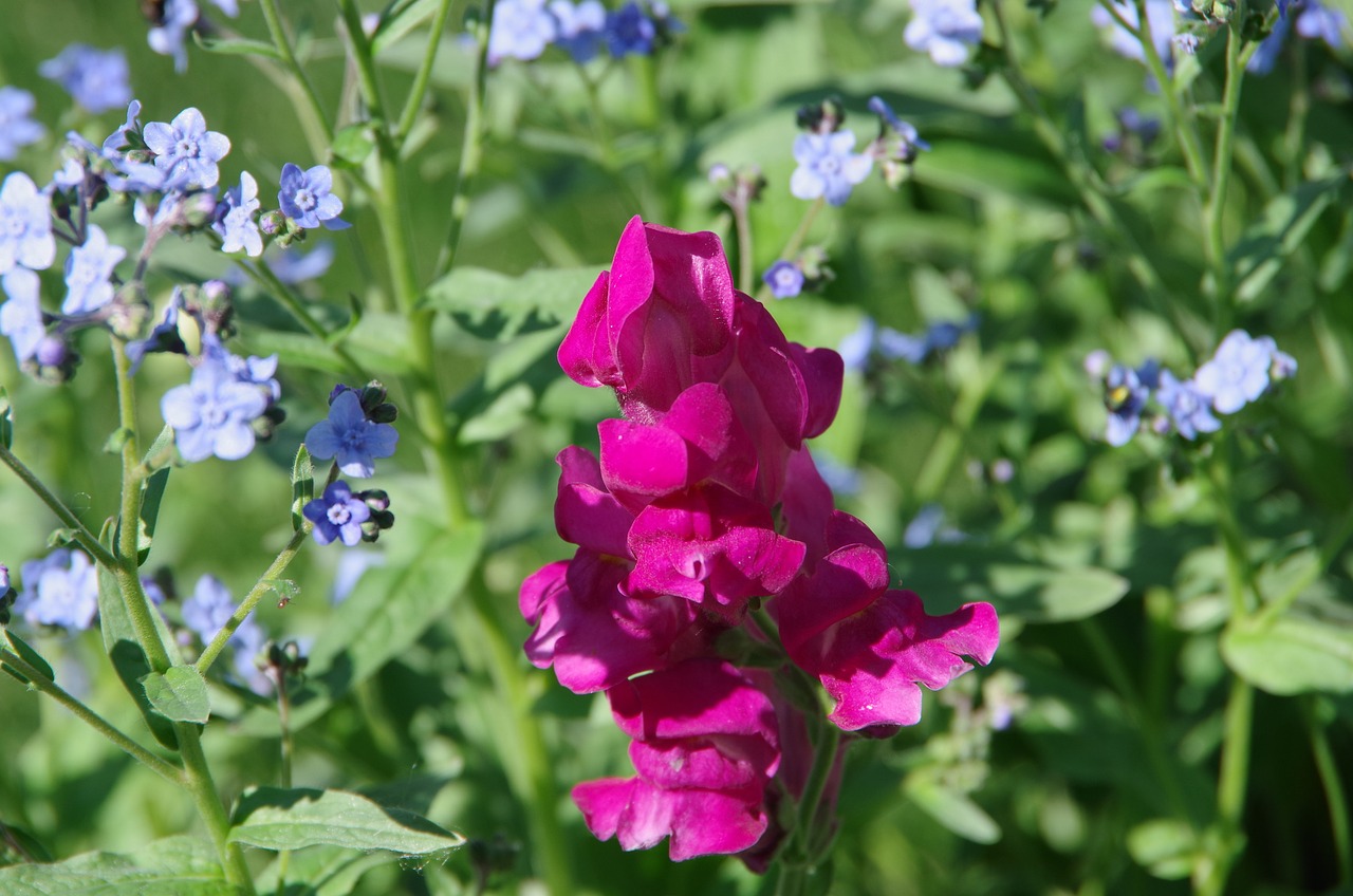 snapdragon  forget-me-not  flowers free photo