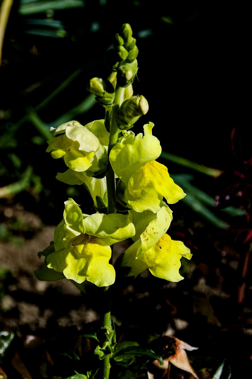 snapdragon  yellow  flower free photo