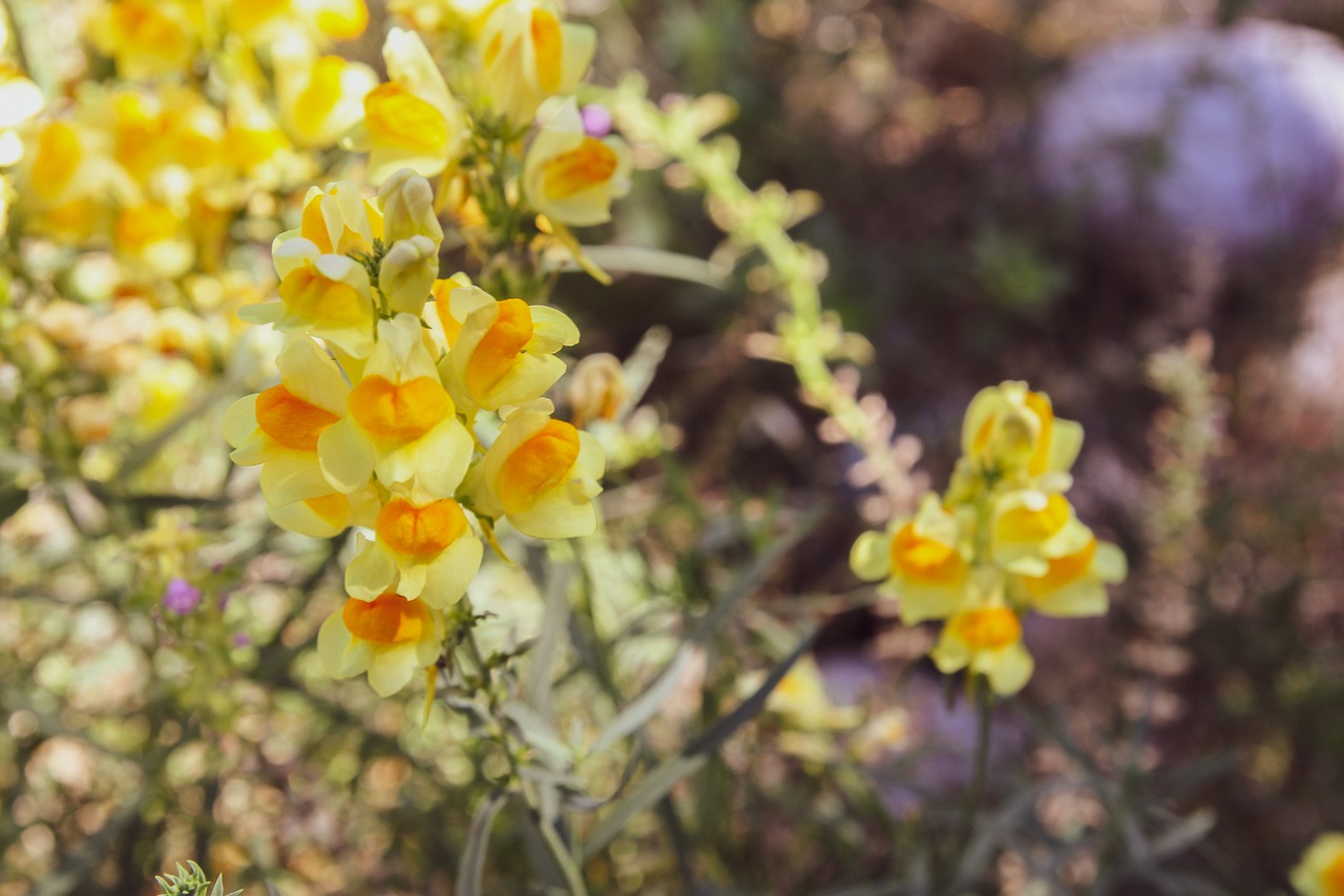 snapdragon  flower  nature free photo