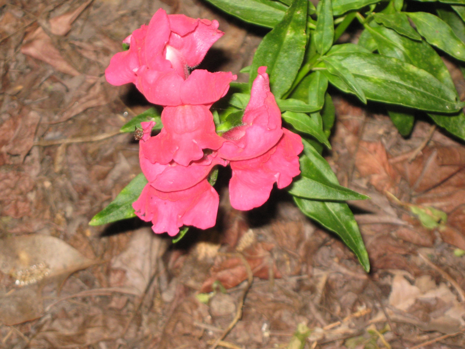 snapdragon red flower free photo