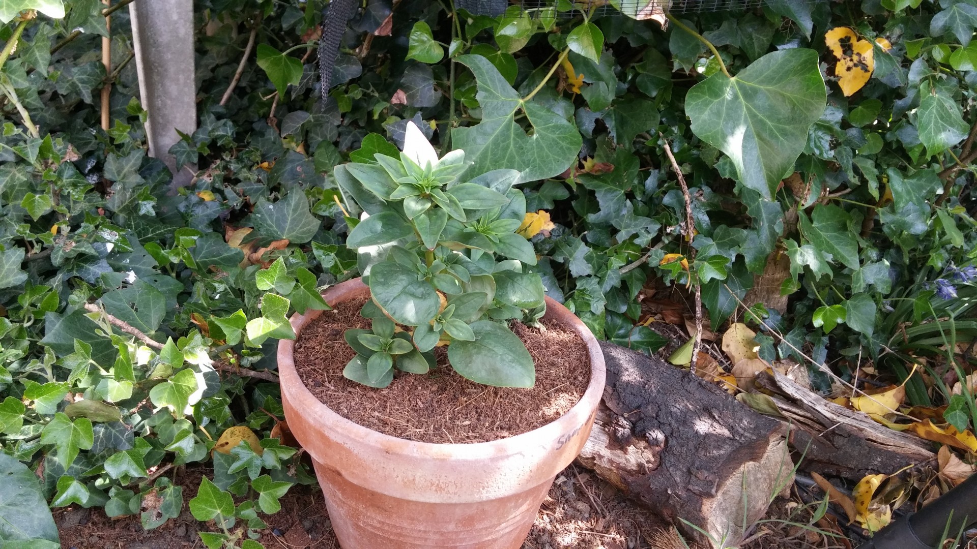 snapdragon plant pot free photo