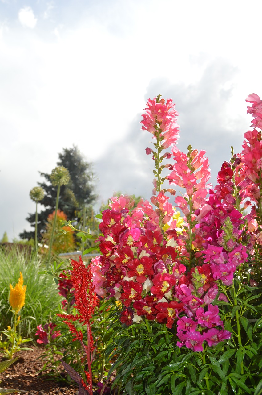 snapdragons flowers natur free photo