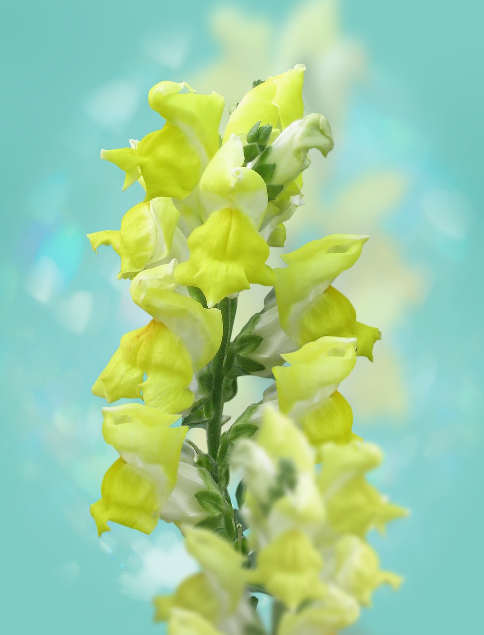 snapdragons flower garden free photo