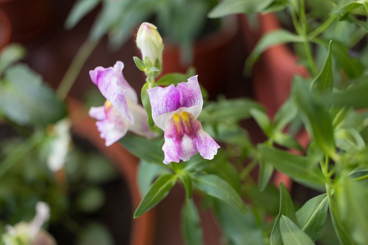 snapdragons flower plant free photo