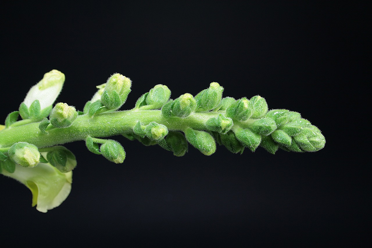 snapdragons  flowers  nature free photo