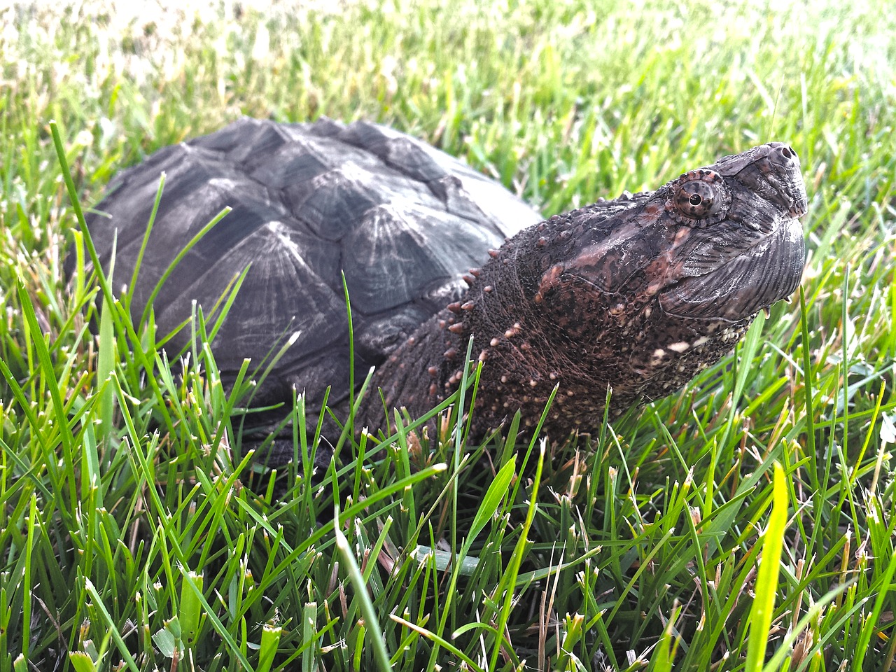 snapping turtle snapper free photo
