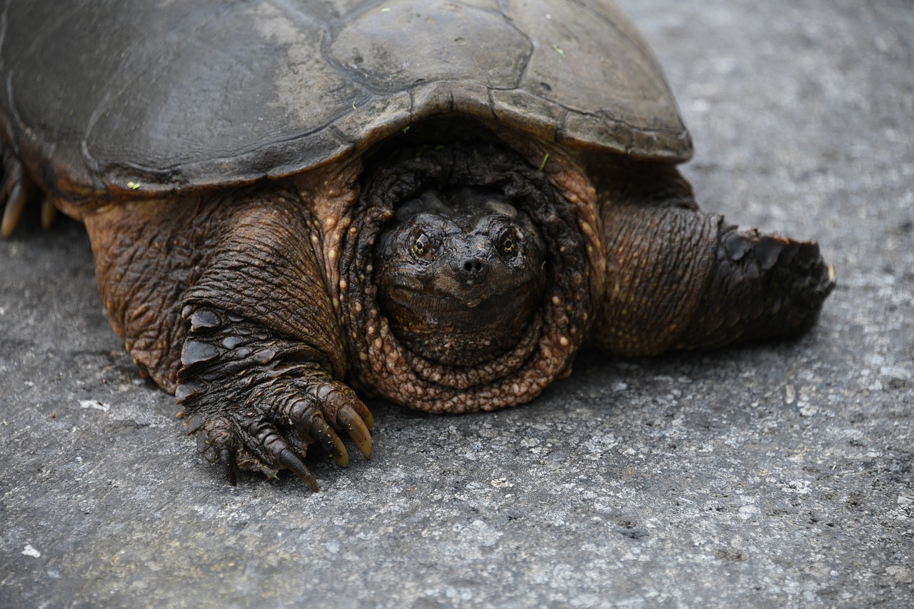 snapping  turtle  reptile free photo