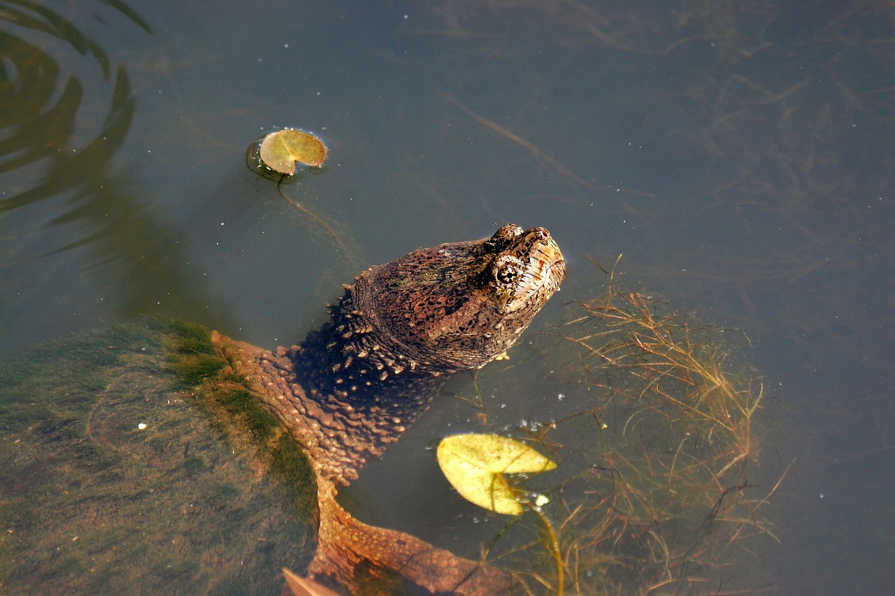 snapping turtle water reptile free photo