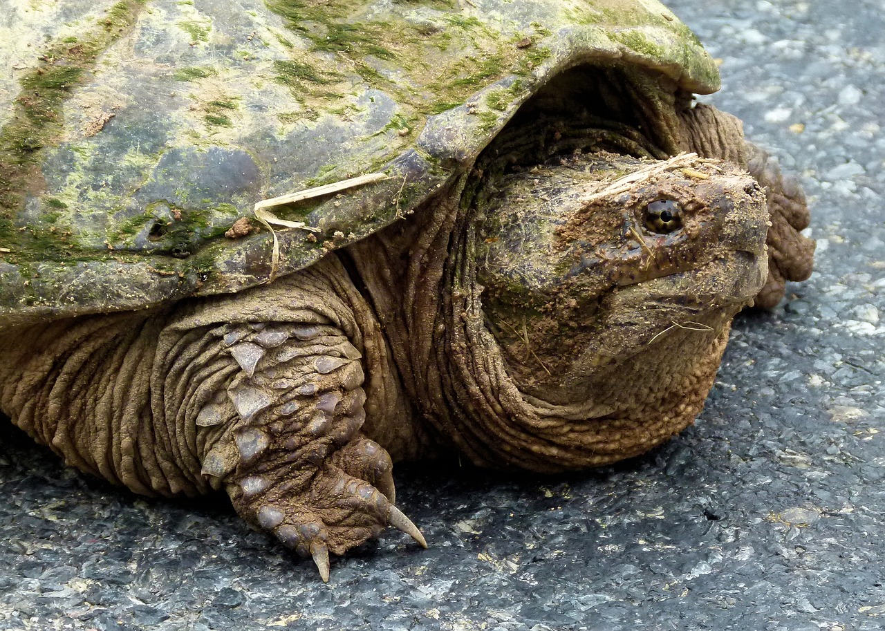 snapping turtle  fresh water  snapping free photo