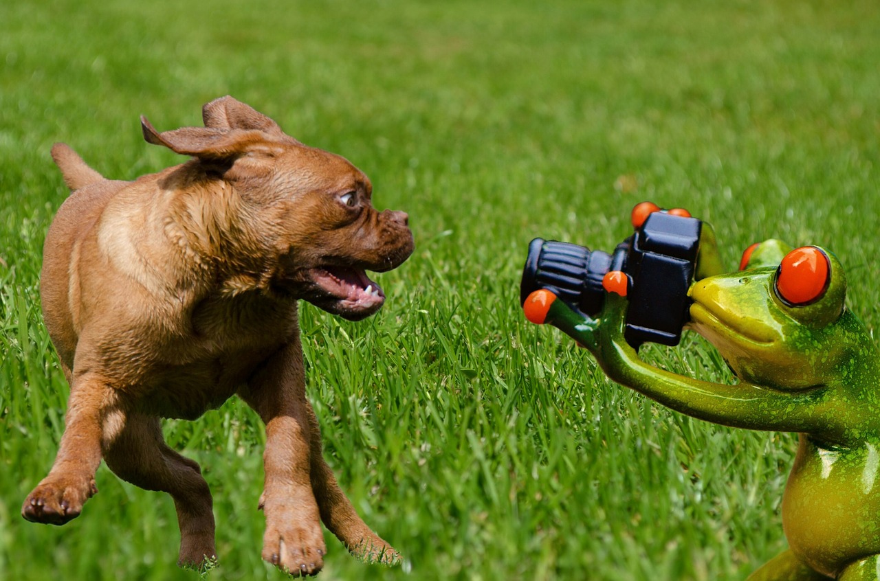 snapshot photograph dog free photo