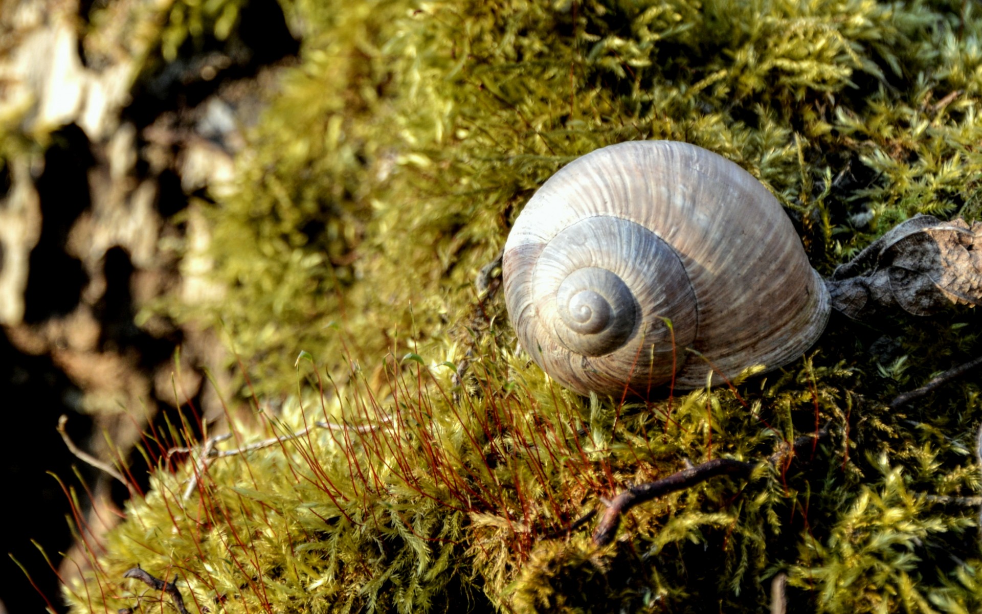 snail moss nature free photo