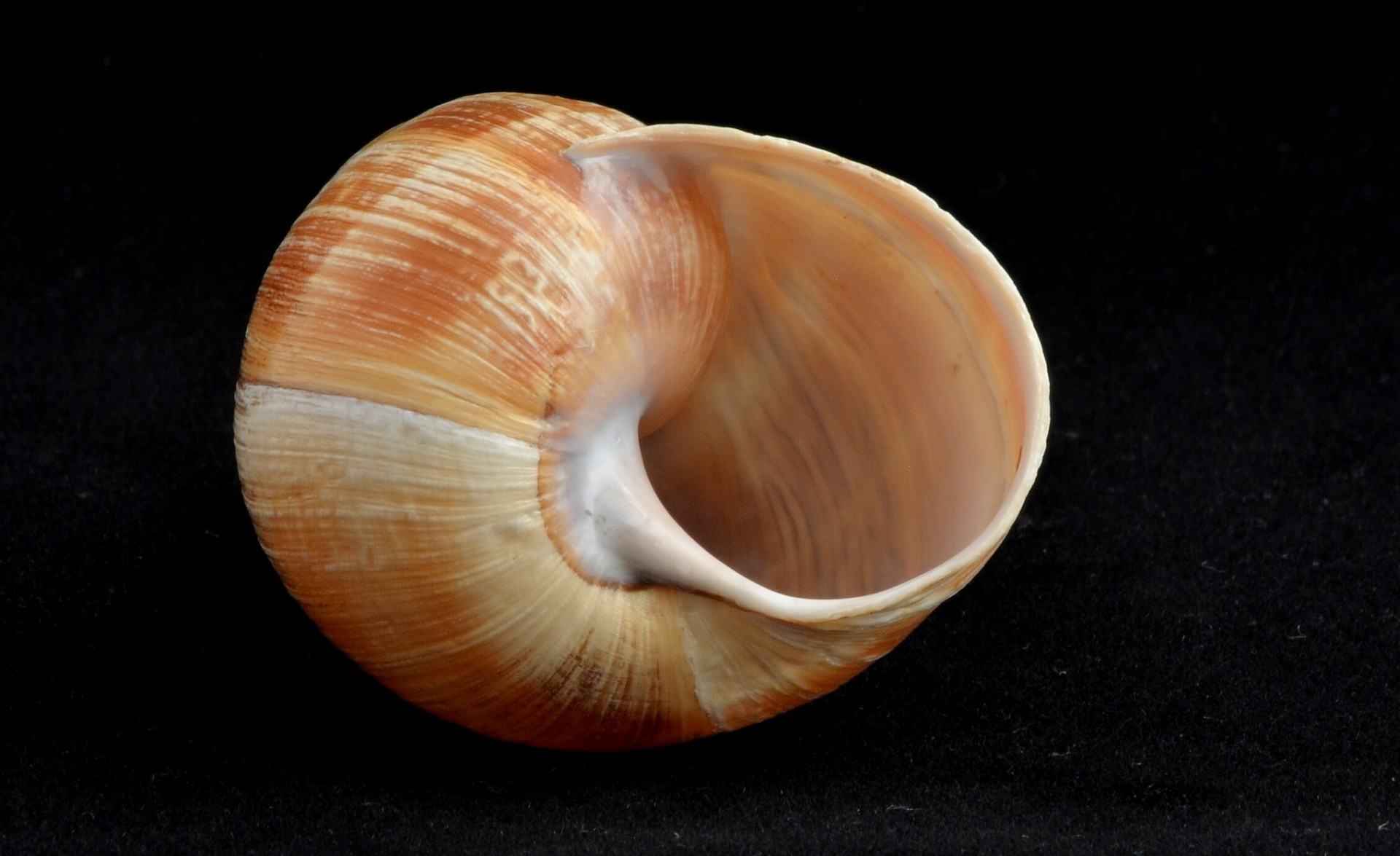 snail snail shell snail shell free photo