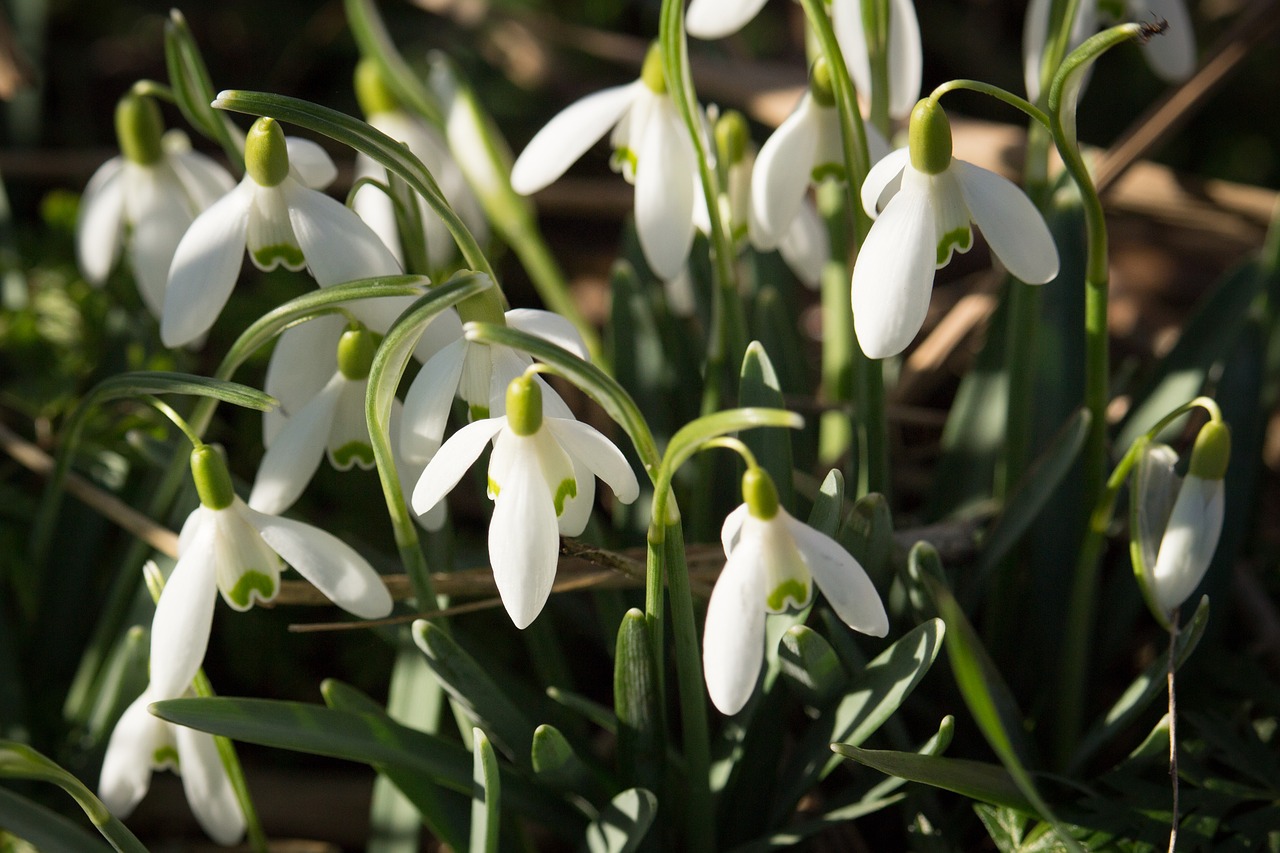 sneeuwklok  spring  bulbs free photo