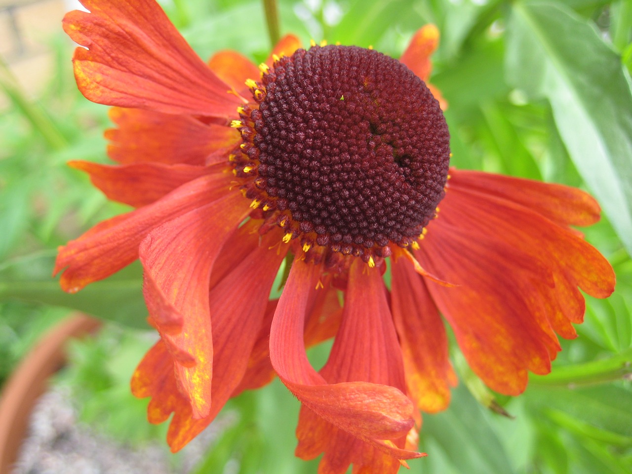 sneezeweed helenium moerheim beauty flower free photo