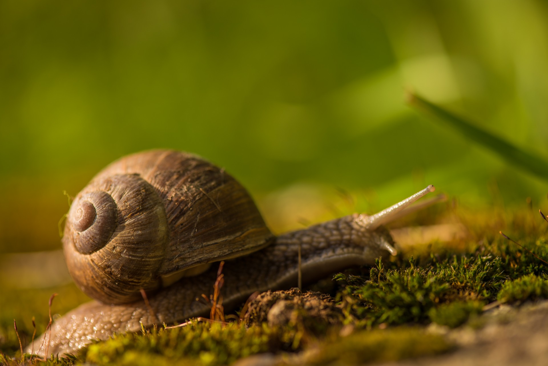 Snail с улиткой