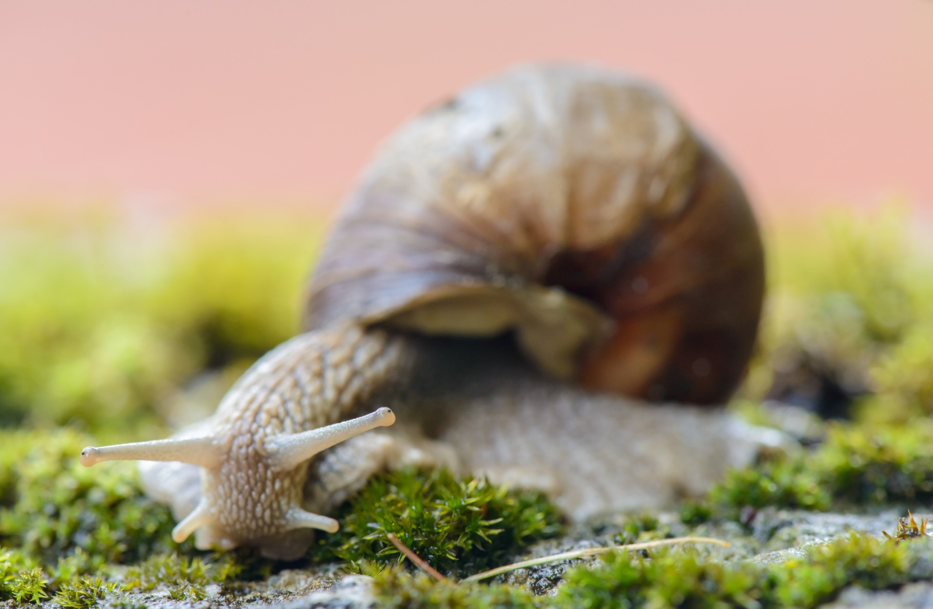 snail conch detail free photo