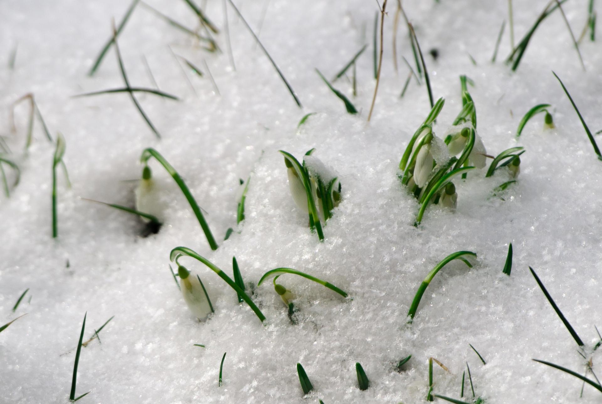 flower white snowdrop free photo